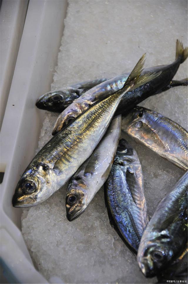 沙丁鱼客户端沙丁鱼验号官网-第1张图片-太平洋在线下载