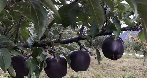 水果忍者苹果版叫什么名字:黑钻苹果好吃又营养，皮容易长，值得种几个！